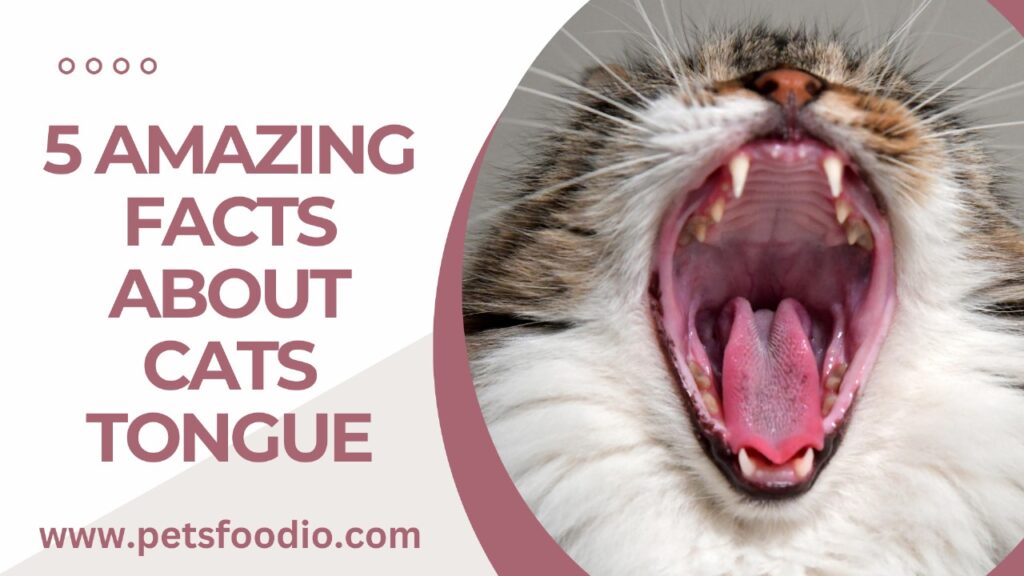 5 Amazing Facts About Cats Tongue
