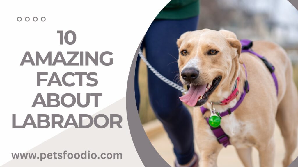 10 Amazing Facts About Labrador