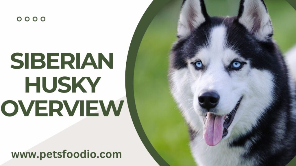 Siberian Husky Overview