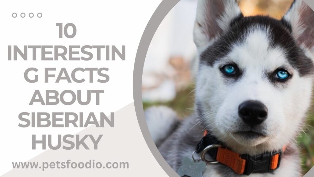 10 Interesting Facts About Siberian Husky