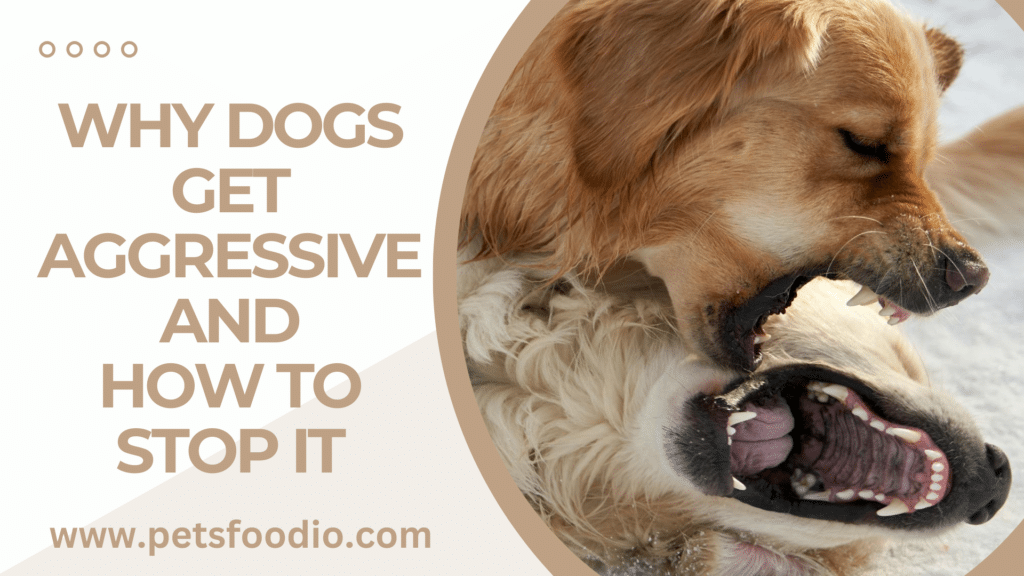 Why Dogs Get Aggressive and How to Stop It