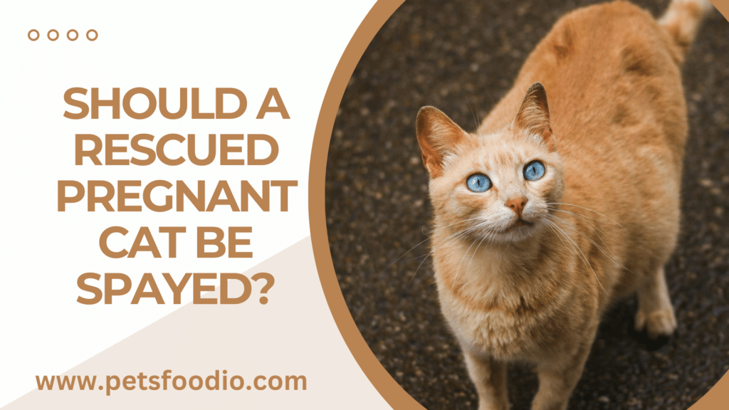 Should a Rescued Pregnant Cat Be Spayed?