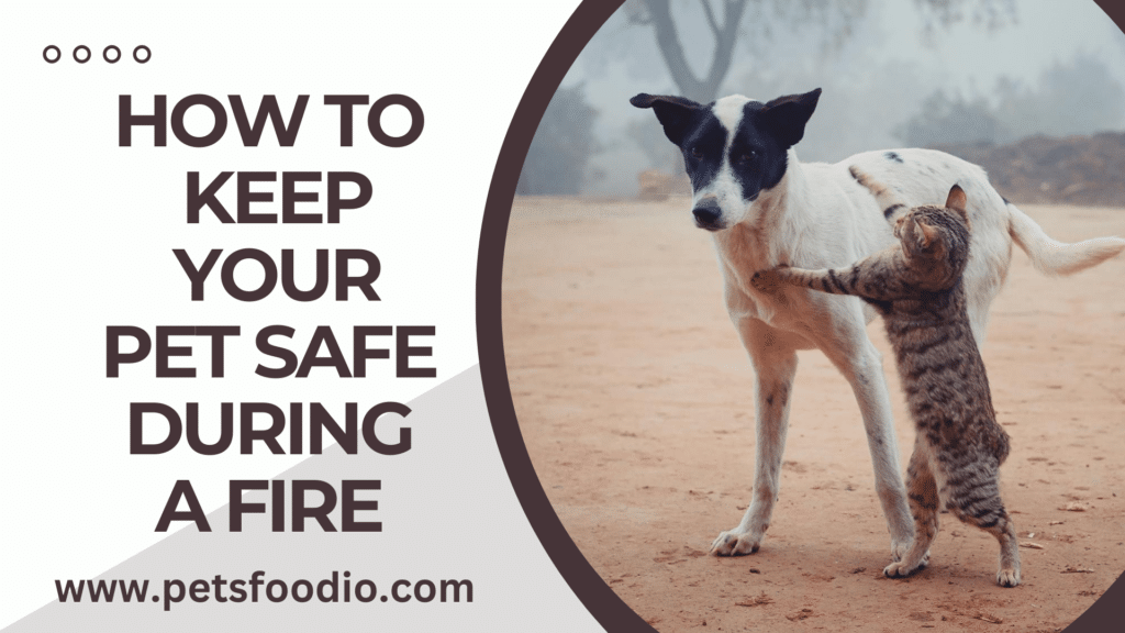 How To Keep Your Pet Safe During a Fire