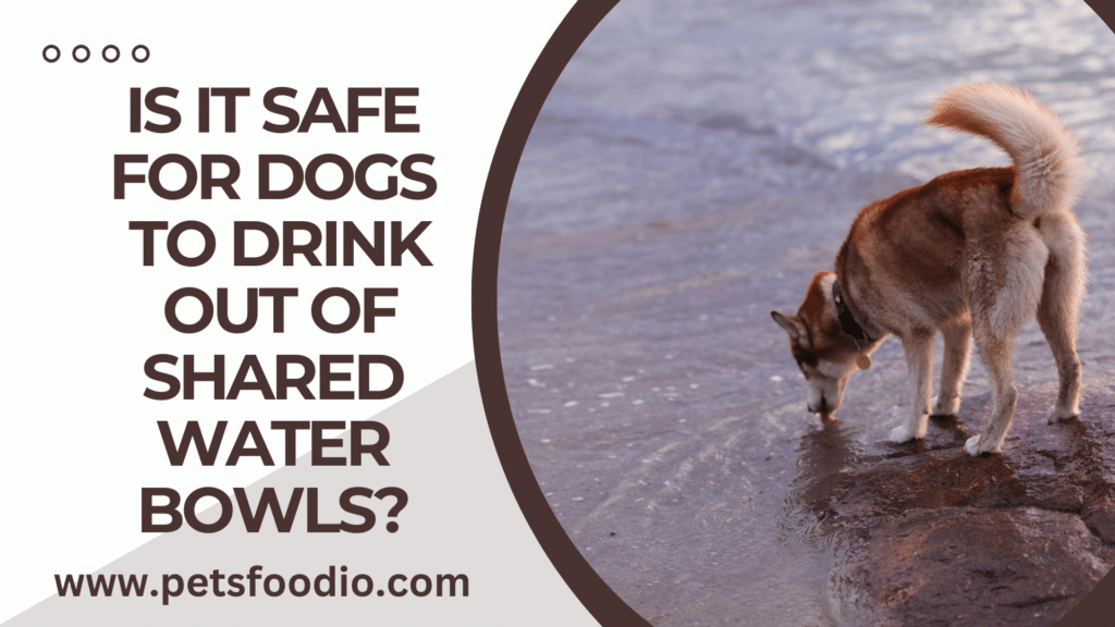 Is It Safe for Dogs To Drink Out of Shared Water Bowls?