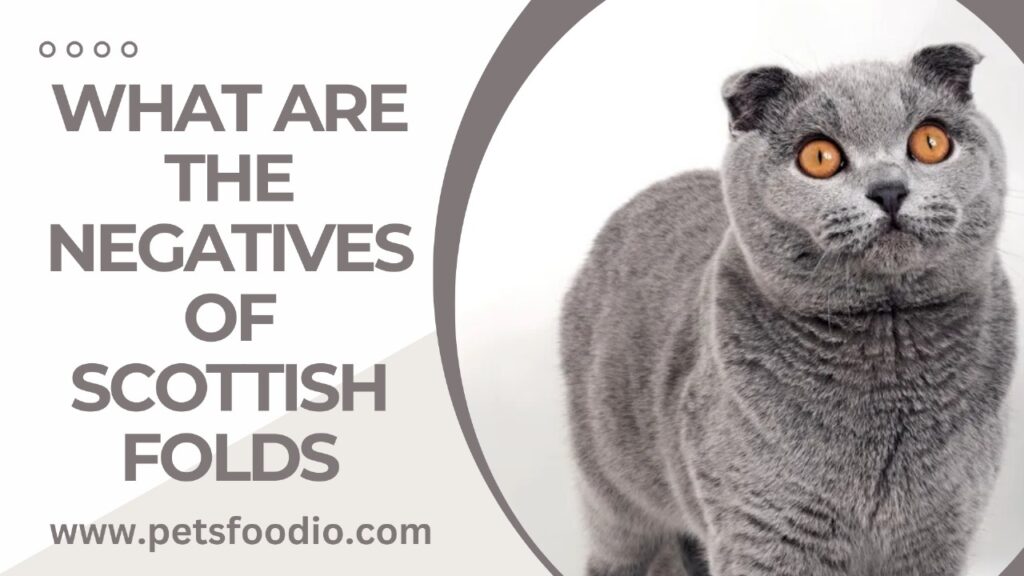 What are the negatives of Scottish Folds