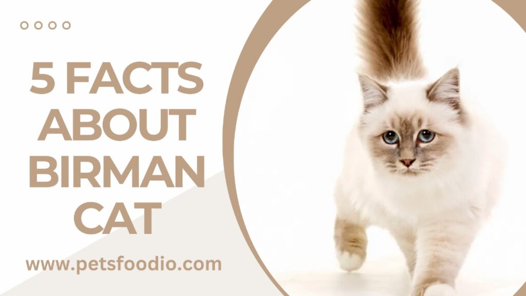5 Facts About Birman Cat